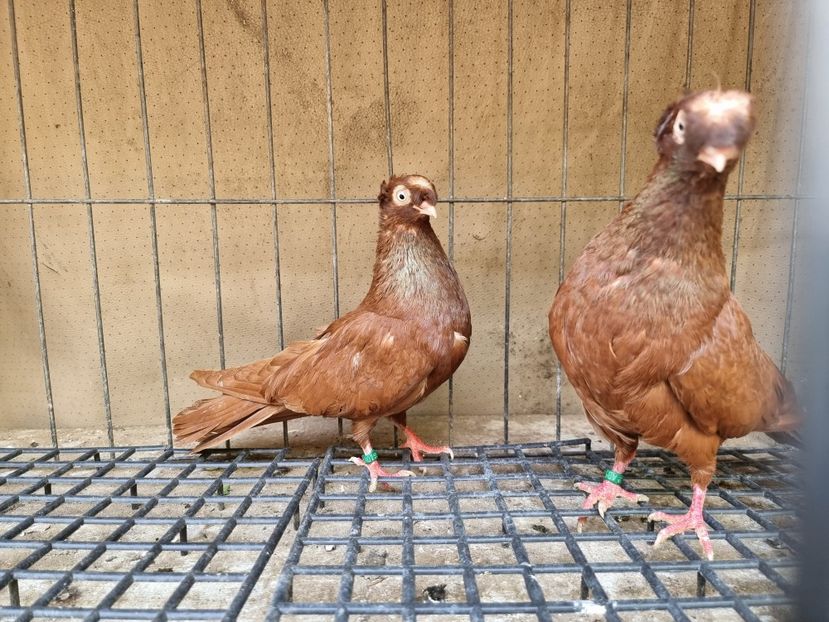  - 8-Jucatorii de Ardeal vechi