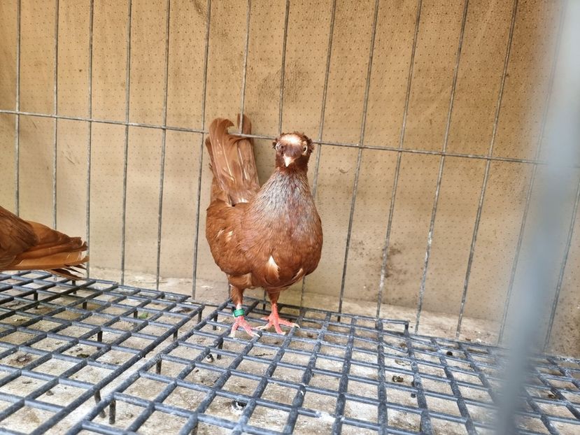  - 8-Jucatorii de Ardeal vechi