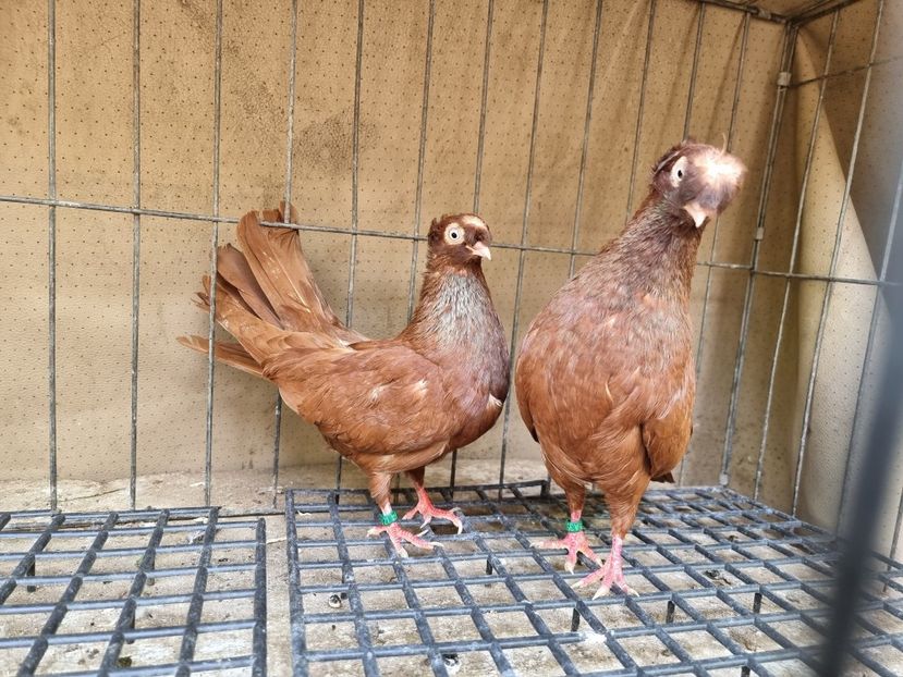  - 8-Jucatorii de Ardeal vechi