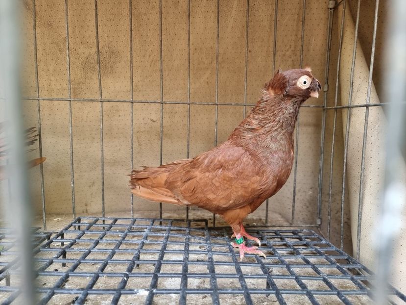  - 8-Jucatorii de Ardeal vechi