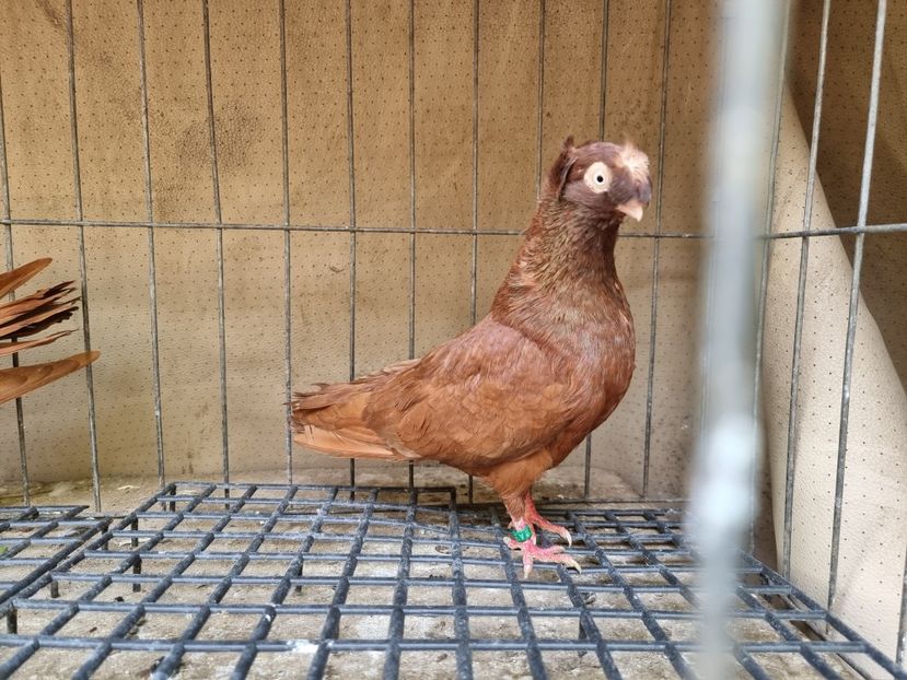  - 8-Jucatorii de Ardeal vechi