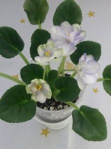 25 mai - ZZ Ma s Soap Bubbles