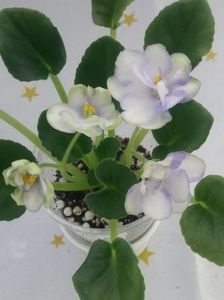 25 mai - ZZ Ma s Soap Bubbles