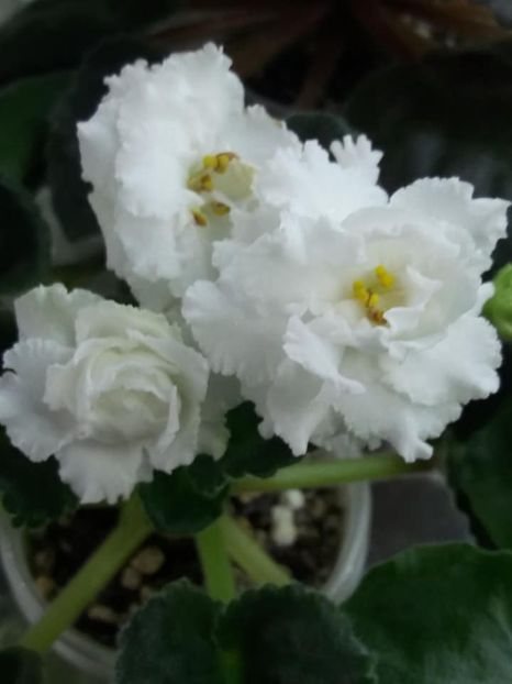 16 mai - ZZ RS Balerina