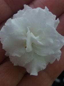 25 mai - ZZ RS Balerina