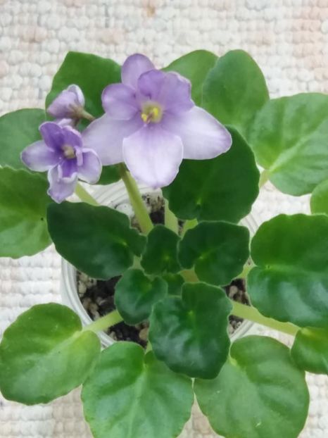 16 mai - Morgan s Heliotrope Fairy