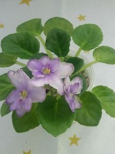 25 mai - Morgan s Heliotrope Fairy