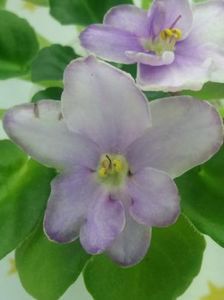 25 mai - Morgan s Heliotrope Fairy