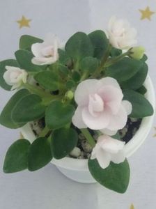 25 mai - N Liya Baby