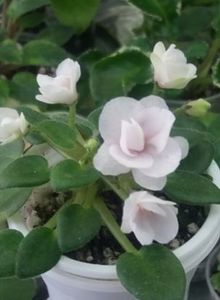 25 mai - N Liya Baby