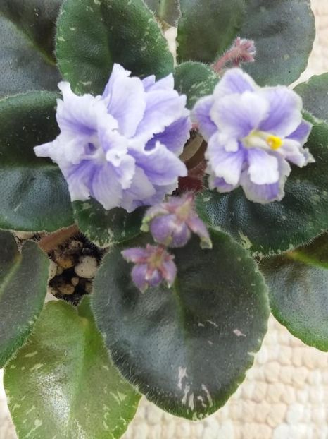 16 mai - Shirl s Ruffled Petcoat