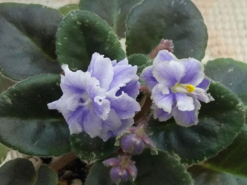 16 mai - Shirl s Ruffled Petcoat