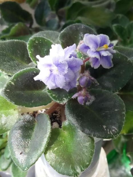 16 mai - Shirl s Ruffled Petcoat