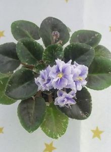 25 mai - Shirl s Ruffled Petcoat