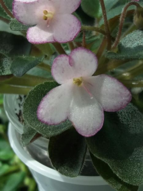 16 mai - N Thumbelina