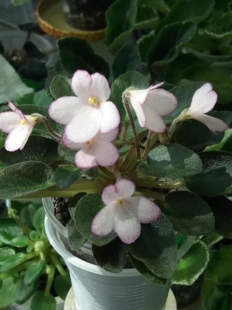 16 mai - N Thumbelina