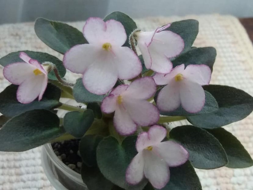 16 mai - N Thumbelina