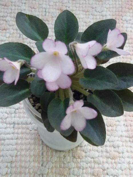 16 mai - N Thumbelina