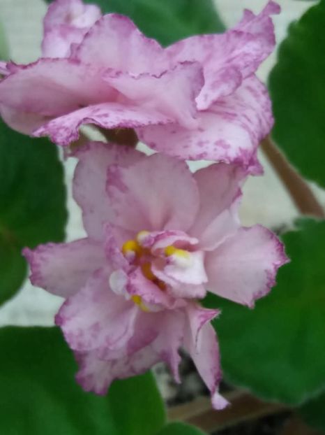 16 mai - RS Birth of Down