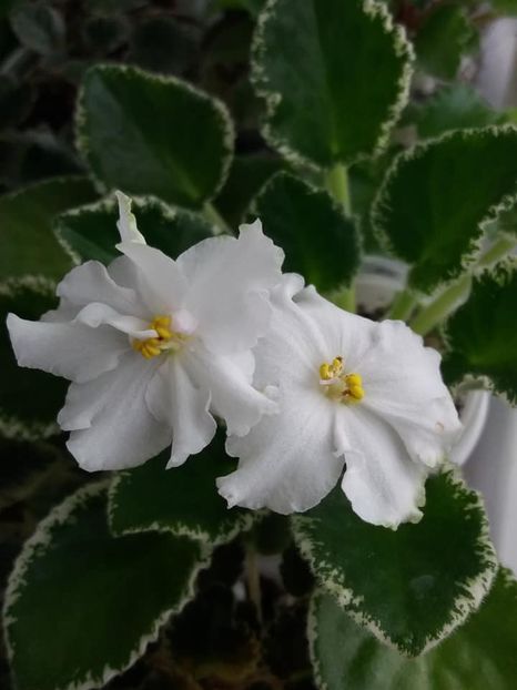 2 mai - ZZ VaT Hedgehog