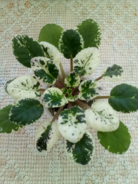 21 feb - Mac s True Love