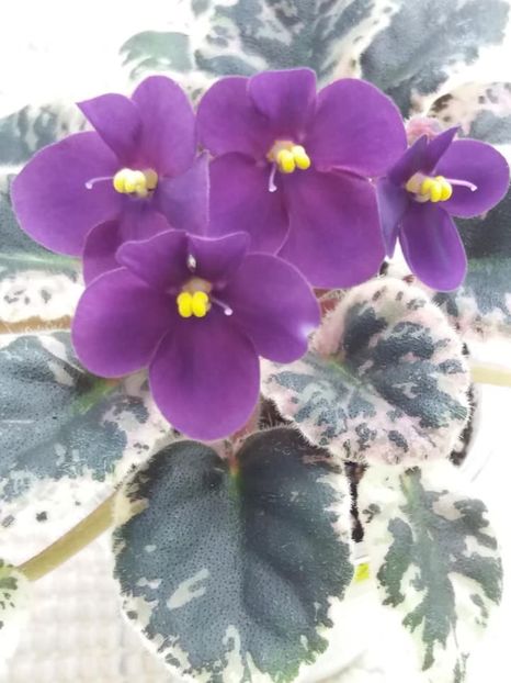 16 mai - Mac s True Love