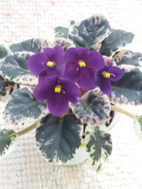 16 mai - Mac s True Love