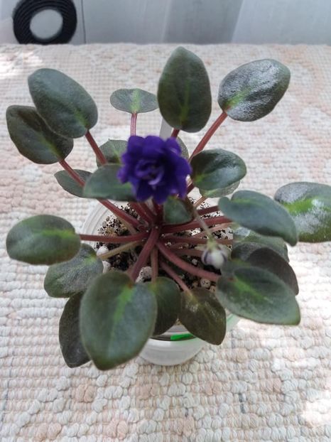 16 mai - ZZ Running Wild