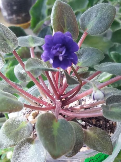 16 mai - ZZ Running Wild