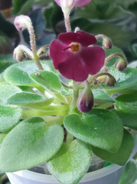 16 mai - AV Chizhik Pyzhik