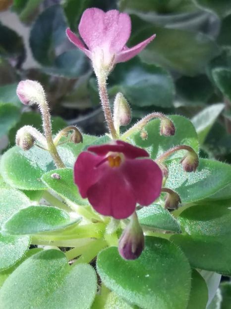 16 mai - AV Chizhik Pyzhik