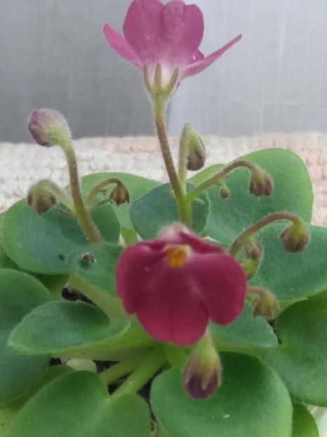 16 mai - AV Chizhik Pyzhik