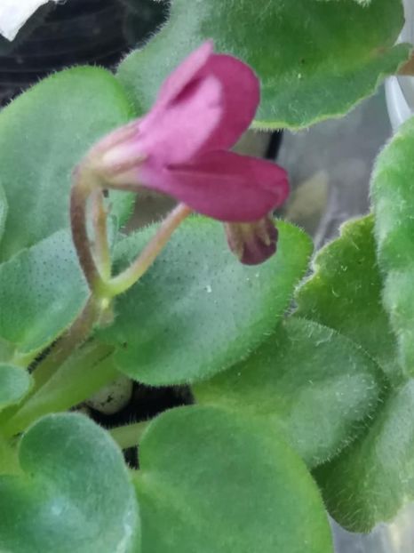 16 mai - AV Chizhik Pyzhik