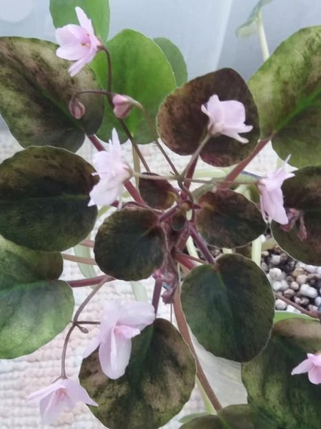 16 mai - Champagne Pink