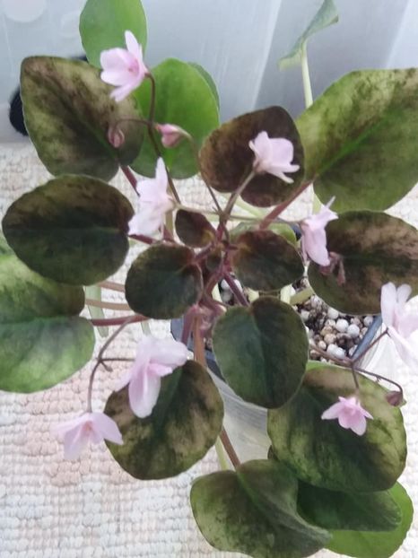 16 mai - Champagne Pink