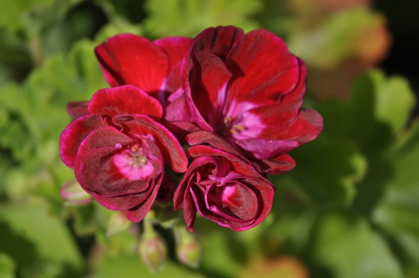 Multumesc florilemariei - PRIMAVARA 2021_5