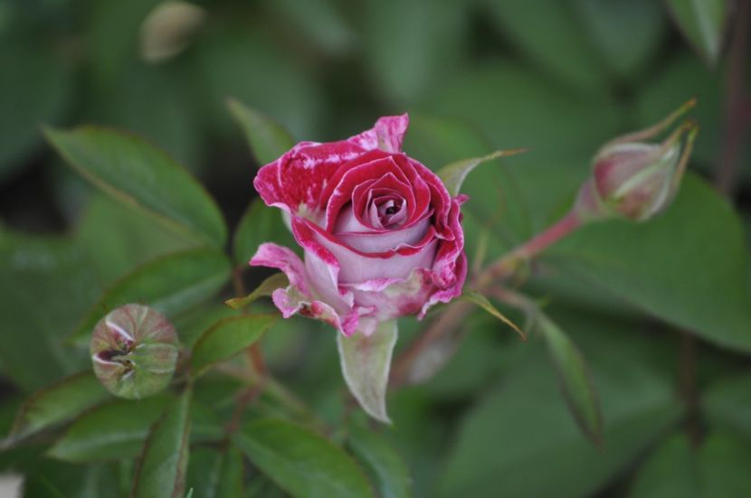 _DSC0004 - PRIMAVARA 2021_5