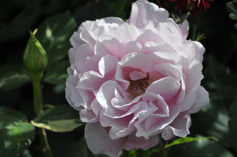 _DSC0010 - PRIMAVARA 2021_5