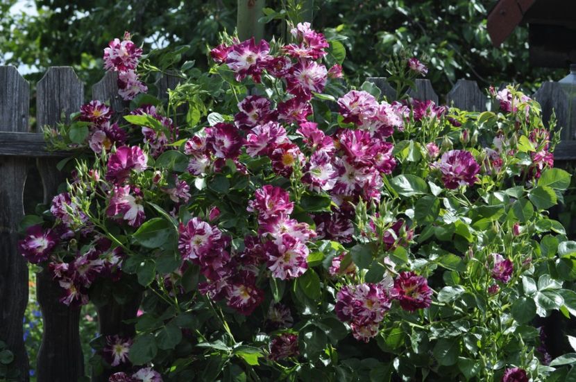 _DSC0011 - PRIMAVARA 2021_5