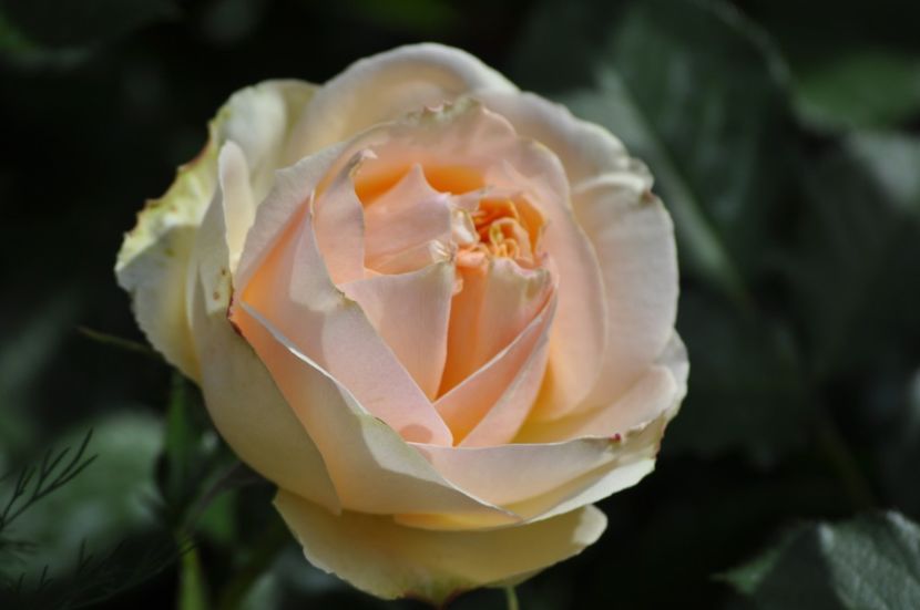 _DSC0014 - PRIMAVARA 2021_5