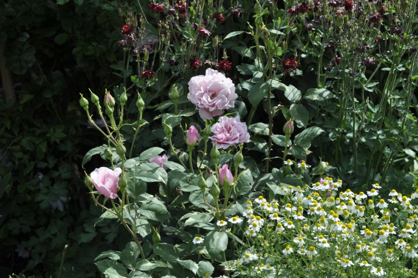 _DSC0015 - PRIMAVARA 2021_5