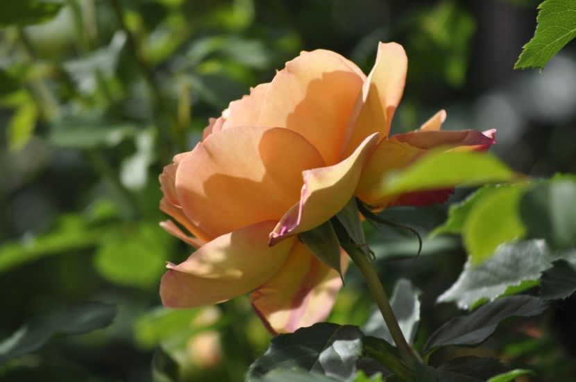 _DSC0019 - PRIMAVARA 2021_5