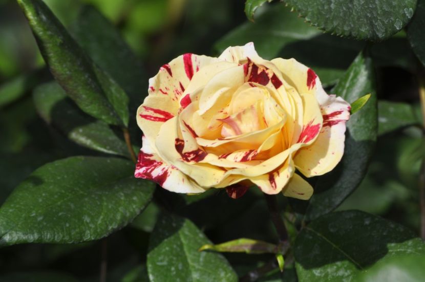 _DSC0020 - PRIMAVARA 2021_5