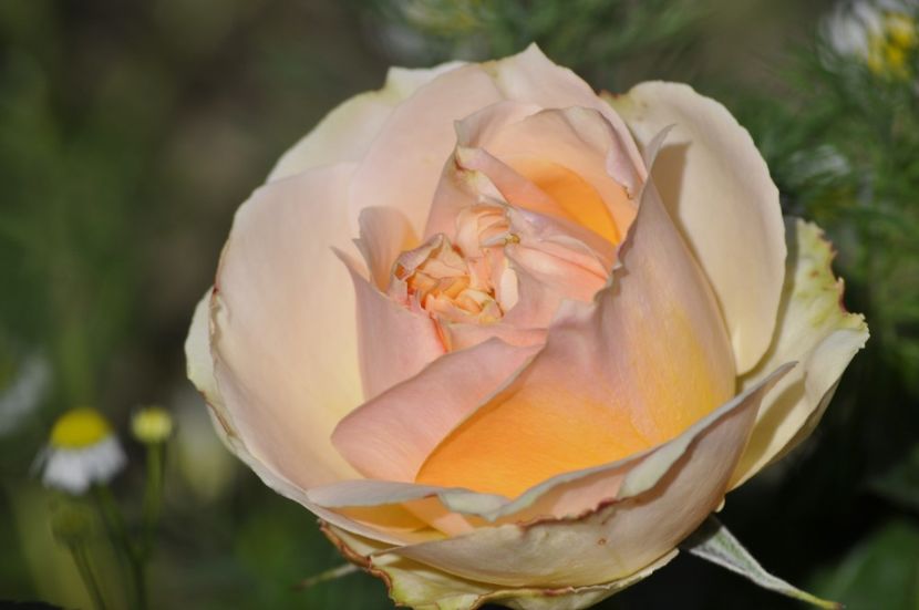 _DSC0021 - PRIMAVARA 2021_5