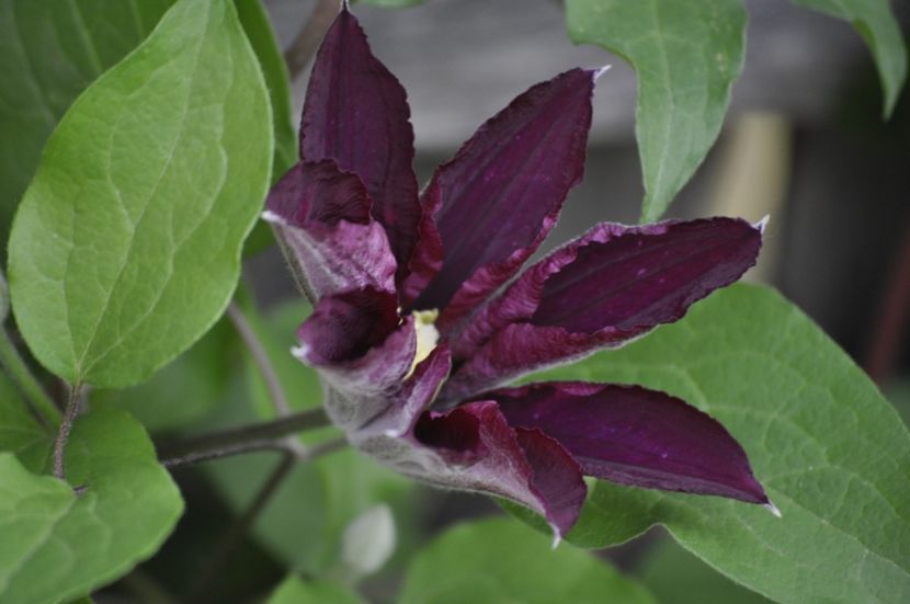 _DSC0023 - PRIMAVARA 2021_5