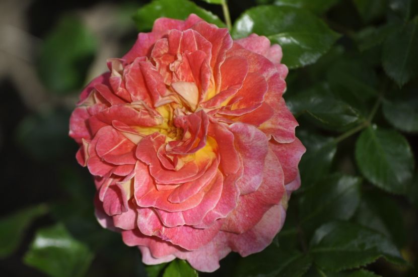 _DSC0026 - PRIMAVARA 2021_5