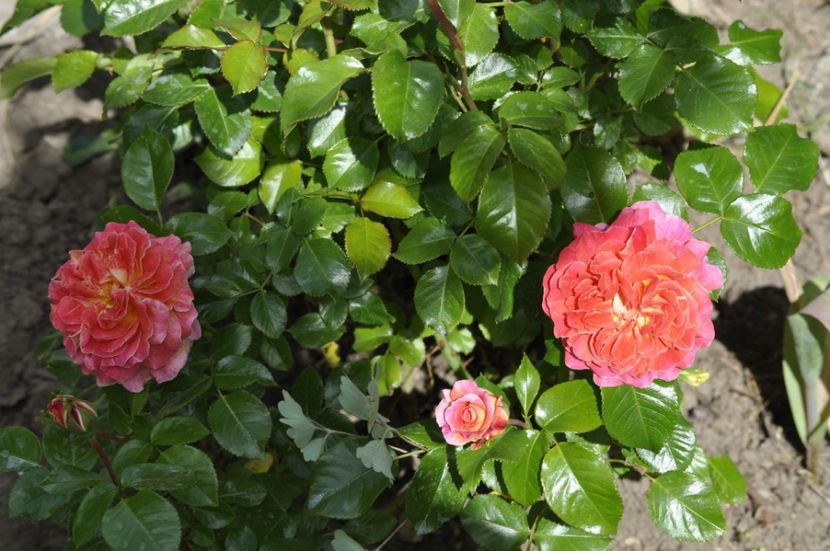 _DSC0029 - PRIMAVARA 2021_5