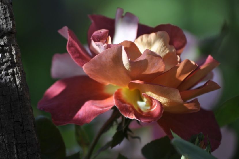 _DSC0037 - PRIMAVARA 2021_5