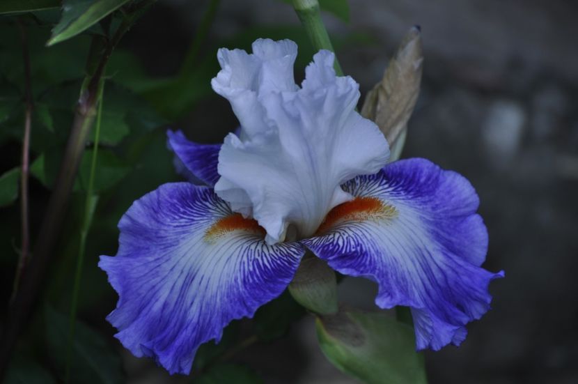 _DSC0038 - PRIMAVARA 2021_5