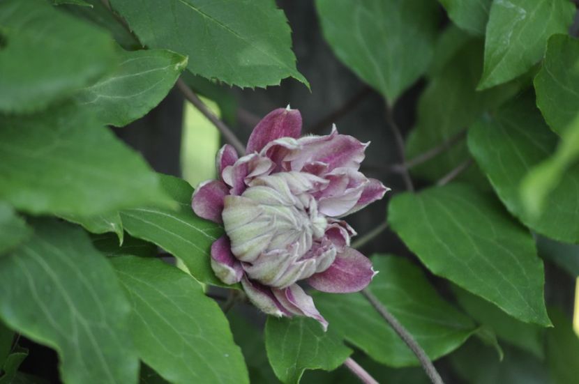 _DSC0042 - PRIMAVARA 2021_5